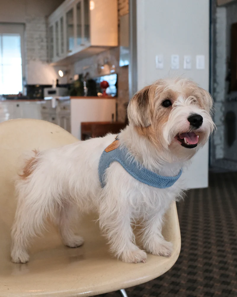 "Roy" Corduroy Buckle Up Easy Dog Harness in Baby Blue - Image 5