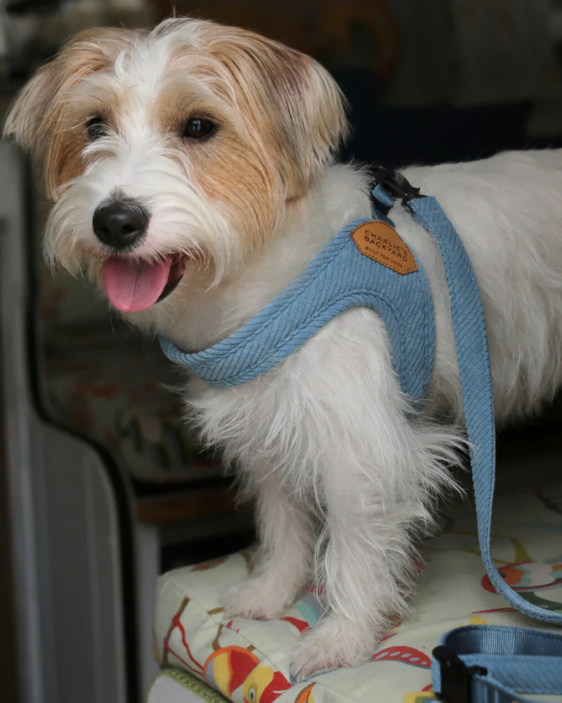 "Roy" Corduroy Buckle Up Easy Dog Harness in Baby Blue - Image 6