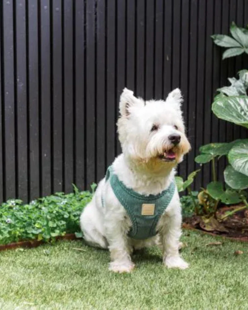 Corduroy Step-In Dog Harness in Myrtle Green - Image 3