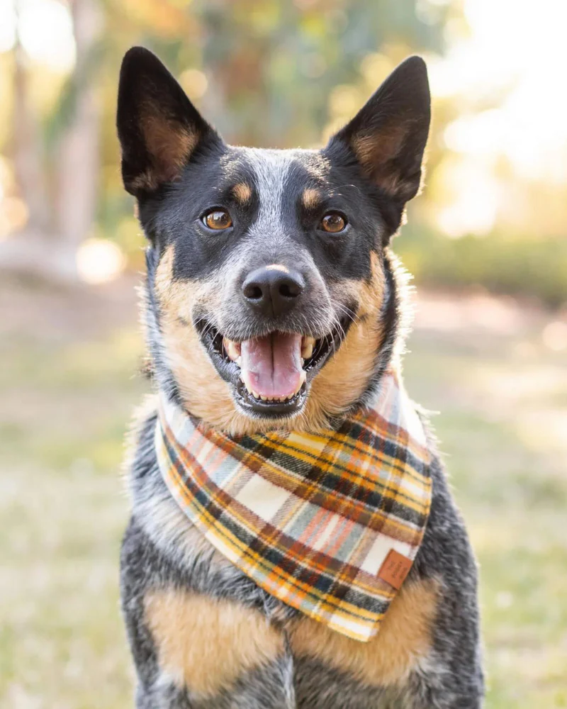 Cornucopia Flannel Fall Dog Bandana (Made in the USA) (FINAL SALE) - Image 2
