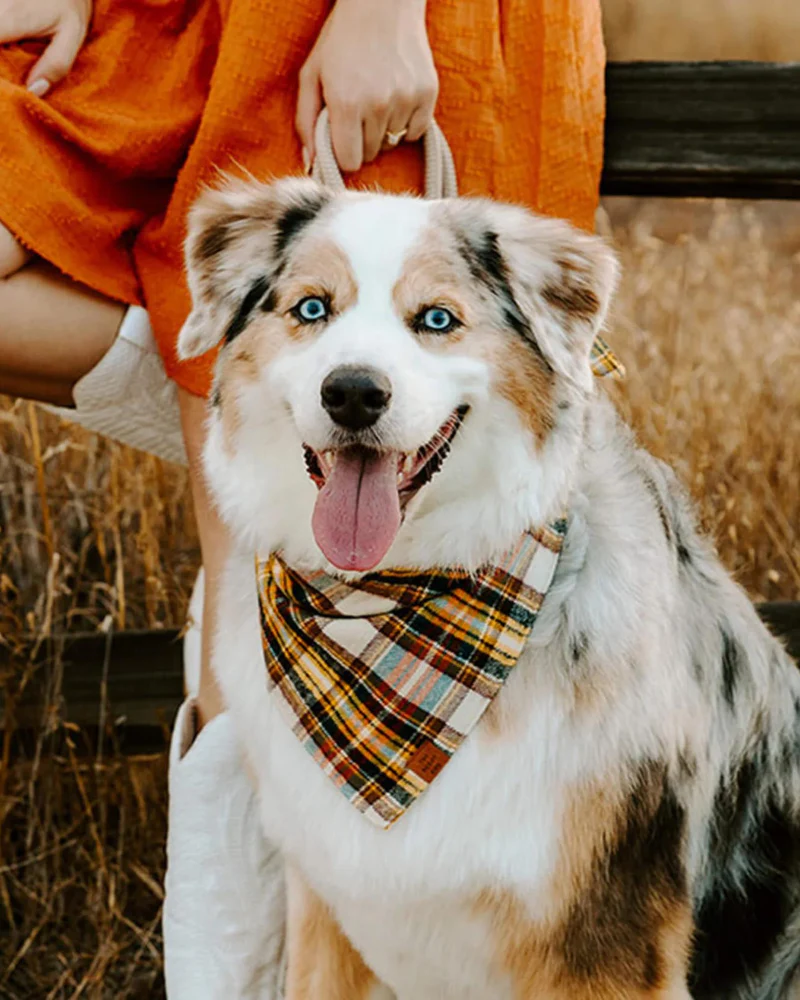 Cornucopia Flannel Fall Dog Bandana (Made in the USA) (FINAL SALE) - Image 3