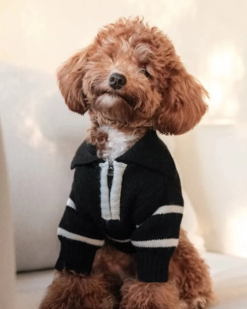Cortado Striped Zipper Turtleneck Dog Sweater (FINAL SALE)