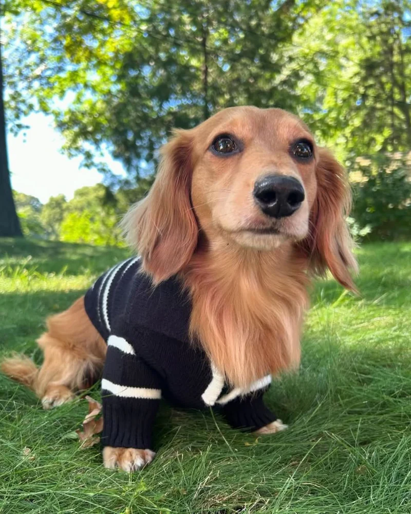 Cortado Striped Zipper Turtleneck Dog Sweater (FINAL SALE) - Image 2