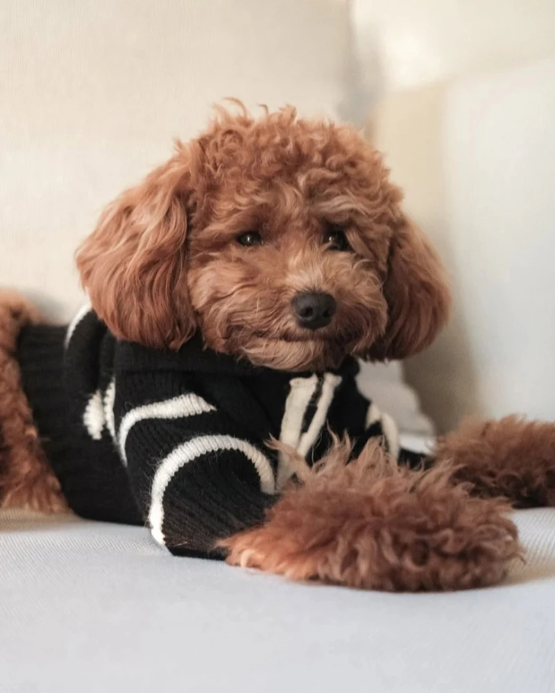 Cortado Striped Zipper Turtleneck Dog Sweater (FINAL SALE) - Image 3