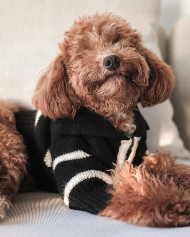 Cortado Striped Zipper Turtleneck Dog Sweater (FINAL SALE) - Image 4