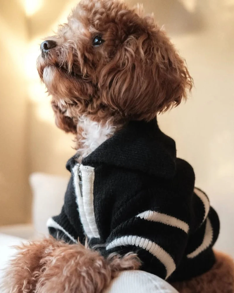 Cortado Striped Zipper Turtleneck Dog Sweater (FINAL SALE) - Image 5