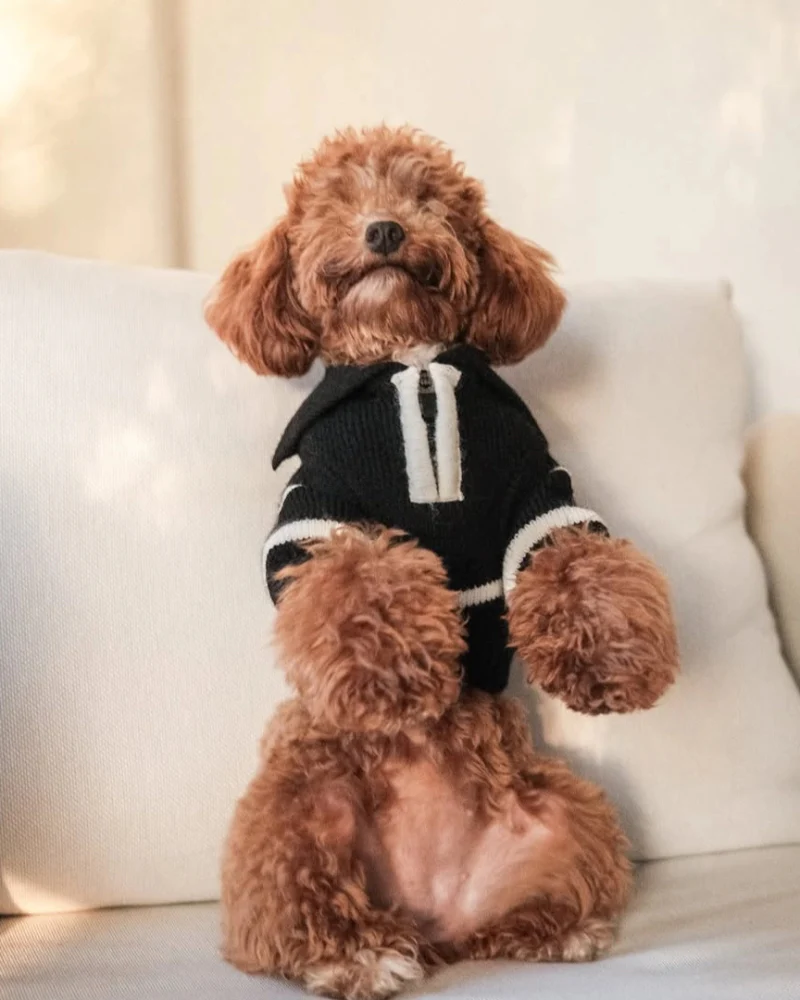 Cortado Striped Zipper Turtleneck Dog Sweater (FINAL SALE) - Image 6