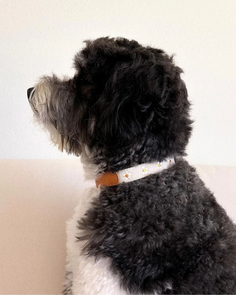 Cotton + Leather Daisy Dog Collar - Image 6