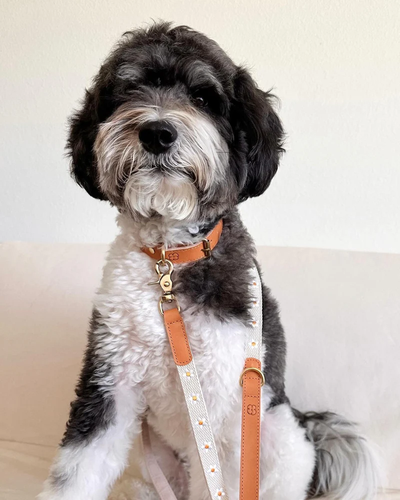 Cotton + Leather Daisy Dog Collar - Image 7