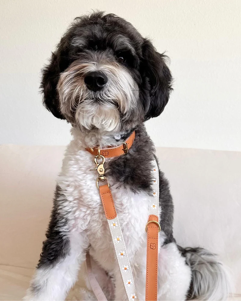Cotton + Leather Daisy Dog Leash - Image 6