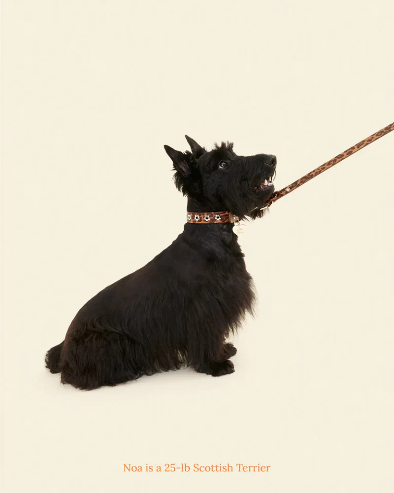 Flower Power Dog Leash in Cougar - Image 3