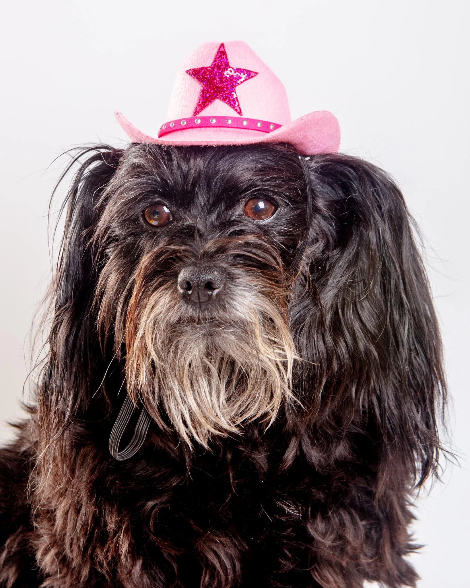 Cowboy Hat for Dogs in Black or Pink - Image 5