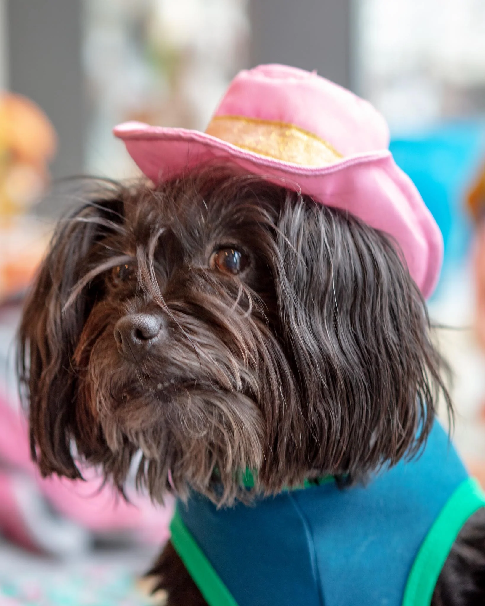 Cowboy Dog Hat Toy (FINAL SALE) - Image 2