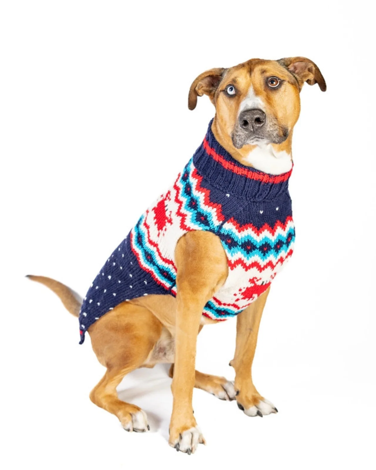 Crabby Coast Wool Dog Sweater (FINAL SALE) - Image 4