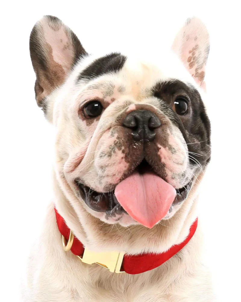 Cranberry Velvet Dog Collar (FINAL SALE)