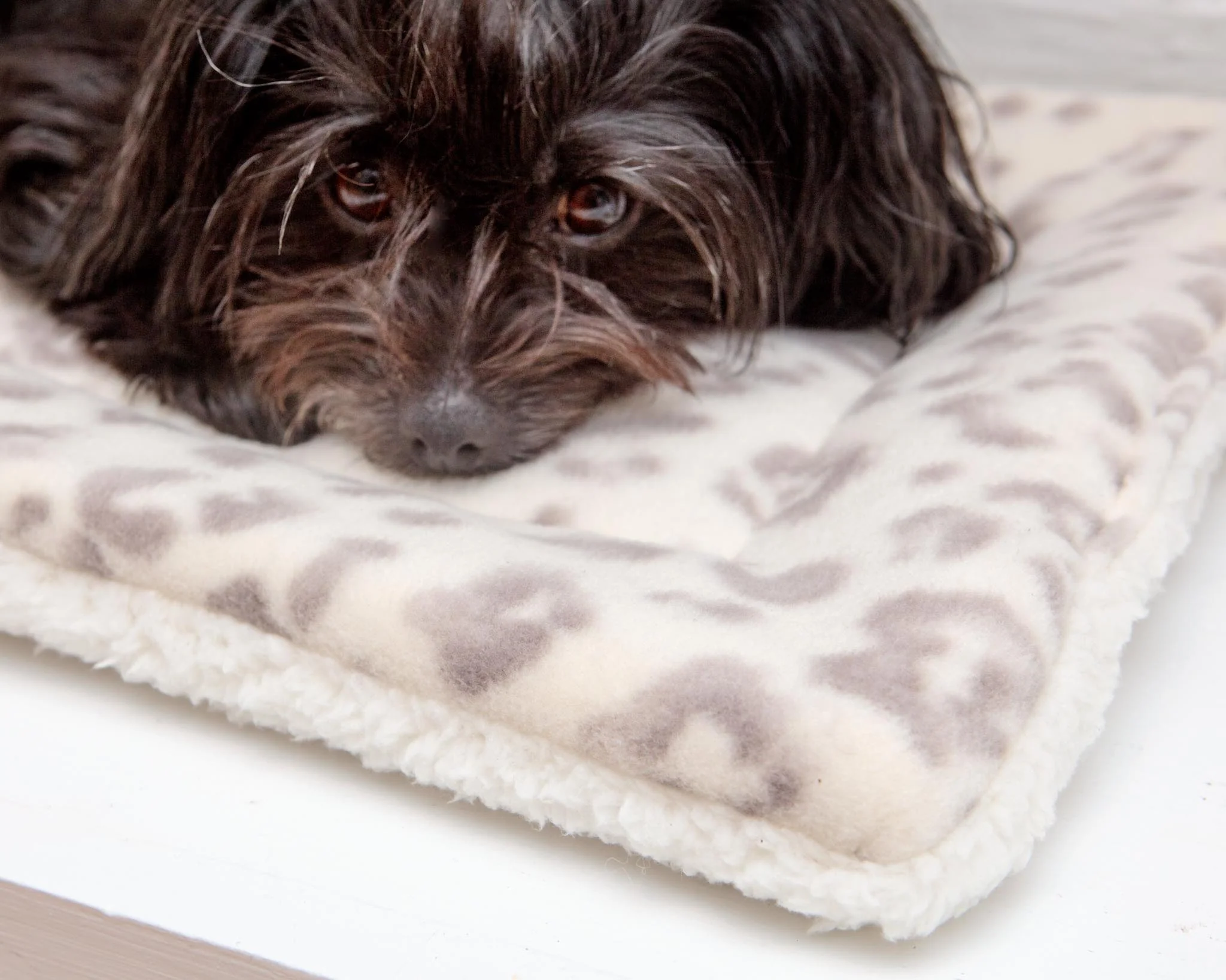 Cream Leopard Plush Fleece Pet Napping Mat (Made in the USA) (FINAL SALE) - Image 3