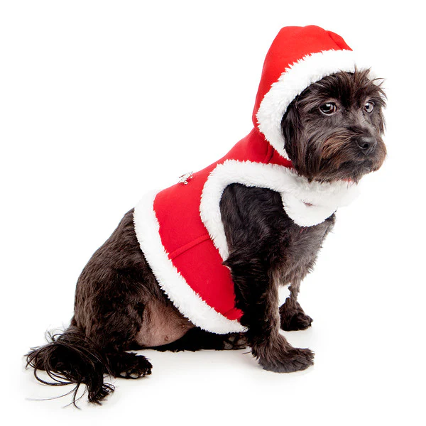CROCI | Christmas Harness - Image 5