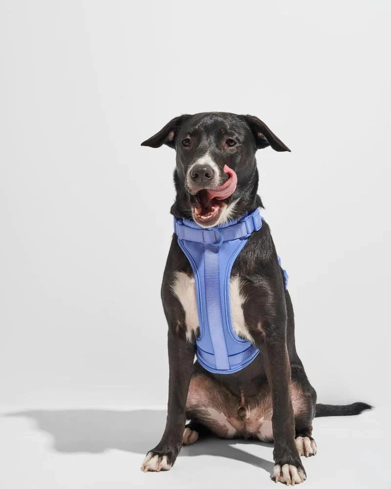Cushioned Dog Harness in Moonstone (FINAL SALE) - Image 3
