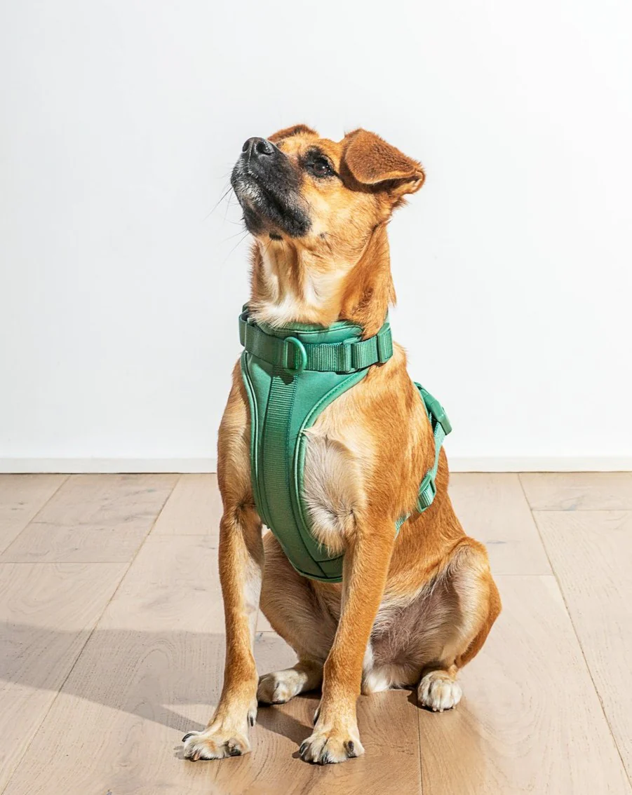 Cushioned Dog Harness in Spruce (FINAL SALE)
