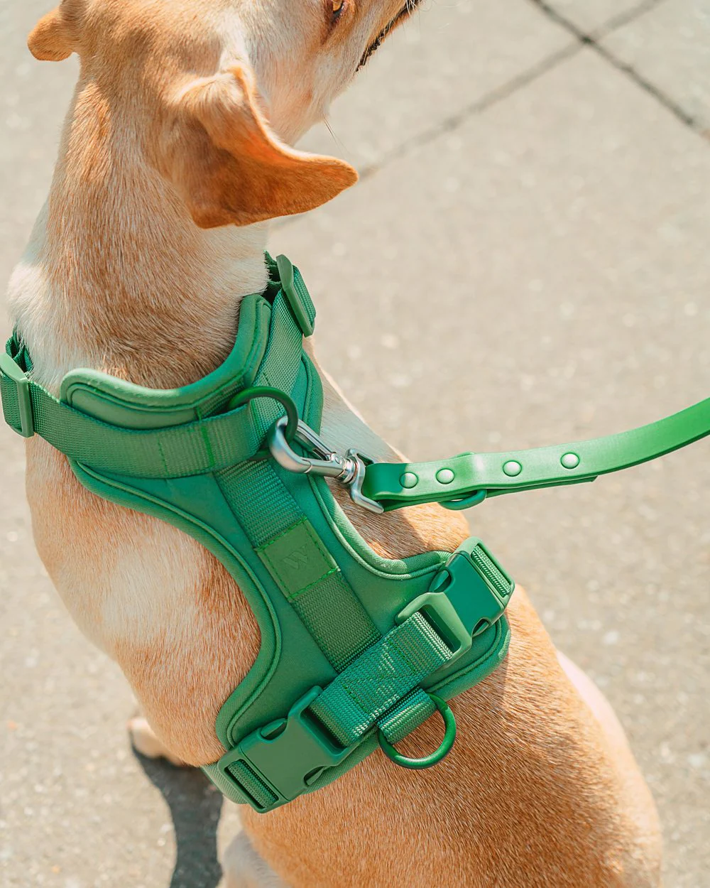Cushioned Dog Harness in Spruce (FINAL SALE) - Image 4