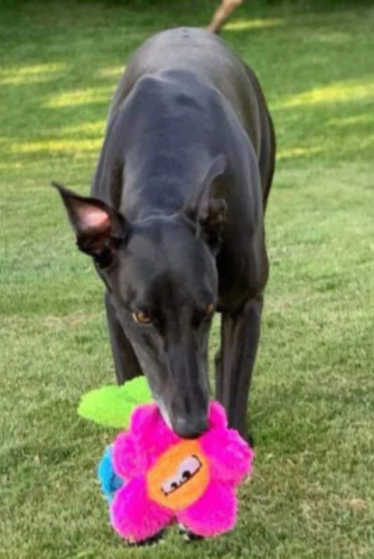 Pretty Potted Flower Unstuffed Dog Toy (Made in the USA) << FINAL SALE >> - Image 6