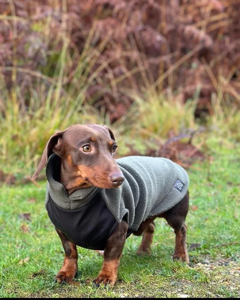 Dachshund Fleece Jumper with Waterproof Belly Panel (Made in the UK)