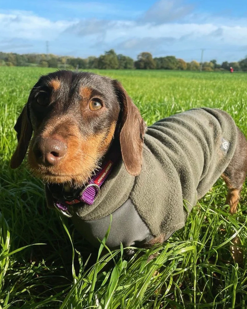 Dachshund Fleece Jumper with Waterproof Belly Panel (Made in the UK) - Image 7
