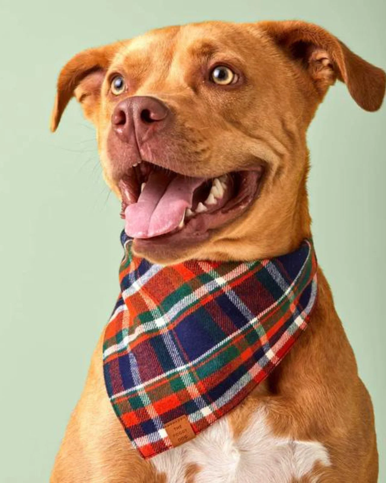 Dakota Plaid Flannel Dog Bandana (Made in the USA) (FINAL SALE)
