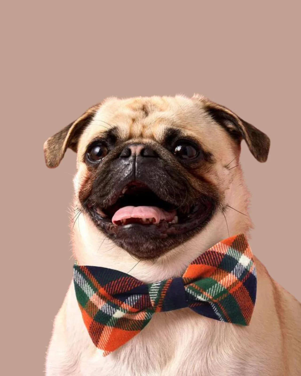 Dakota Plaid Flannel Dog Bow Tie (Made in the USA)
