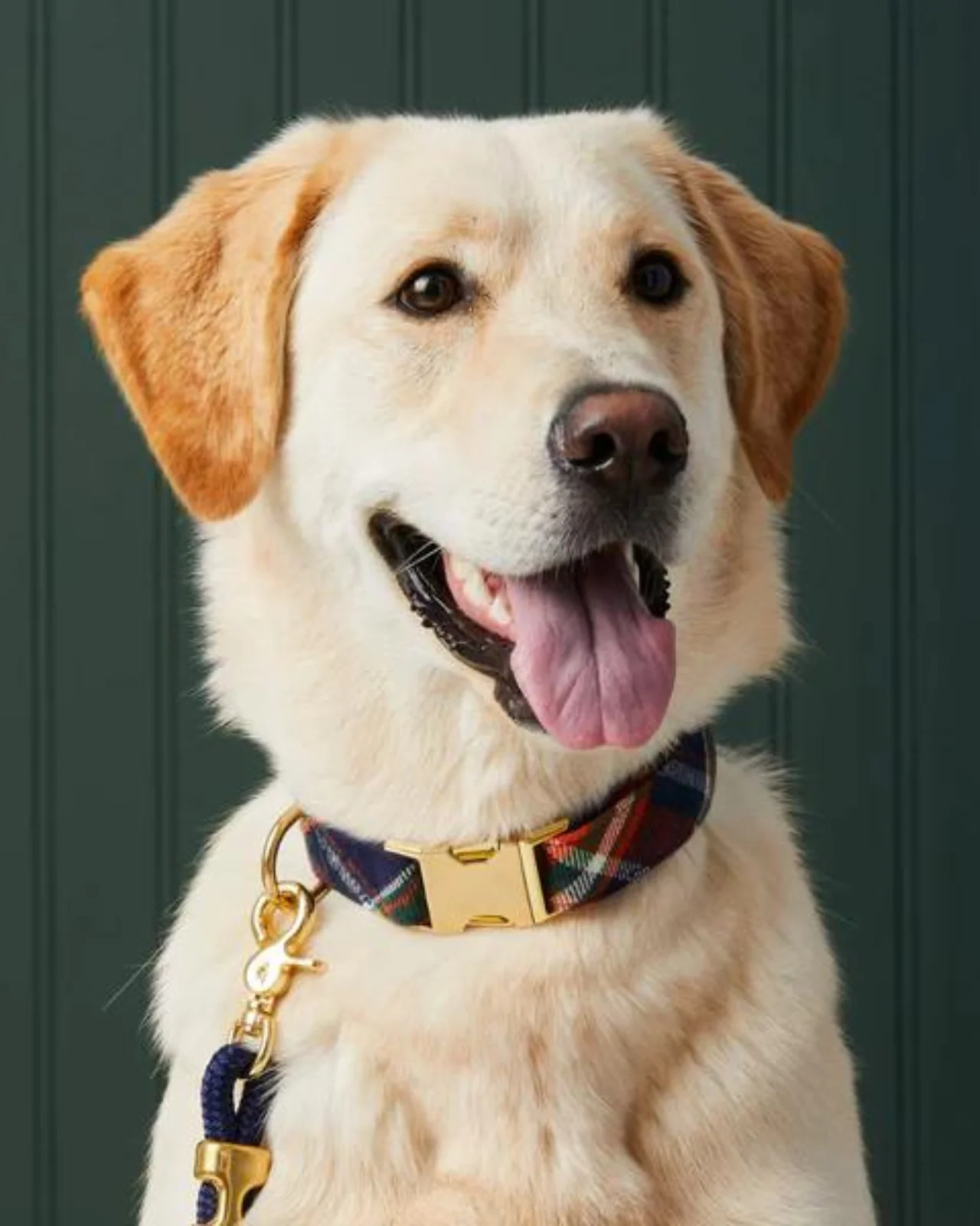 Dakota Plaid Flannel Dog Collar (Made in the USA)