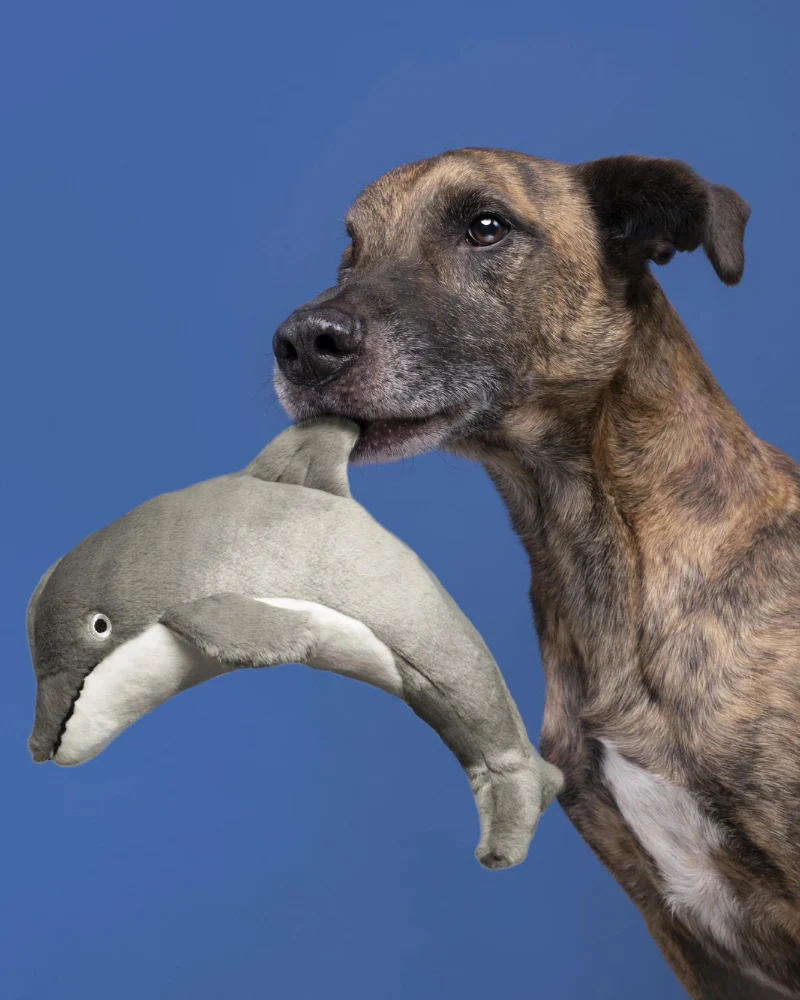 Danny The Dolphin Plush Dog Toy (FINAL SALE) - Image 2