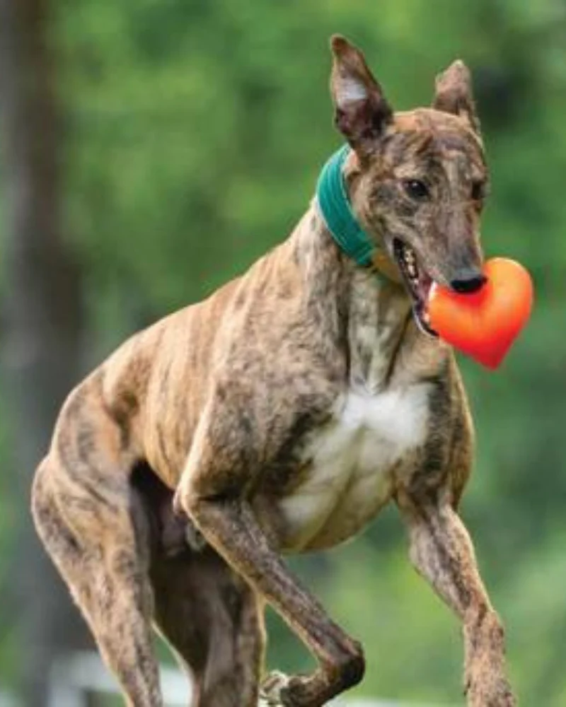 Dawg Heart Solid Rubber Dog Toy (Made in the USA) - Image 4