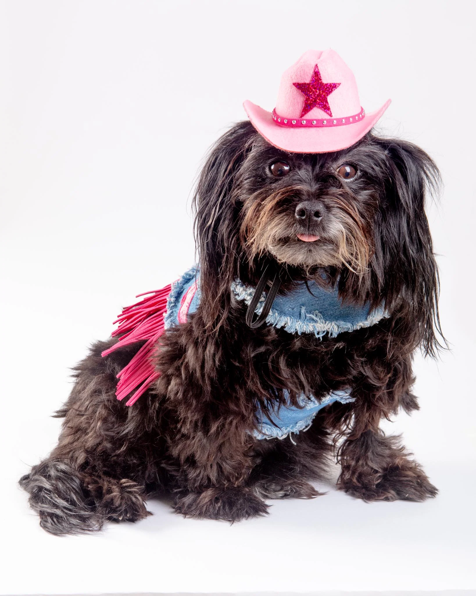 Denim Cowgirl Dog Harness (Made in the USA) (FINAL SALE) - Image 6