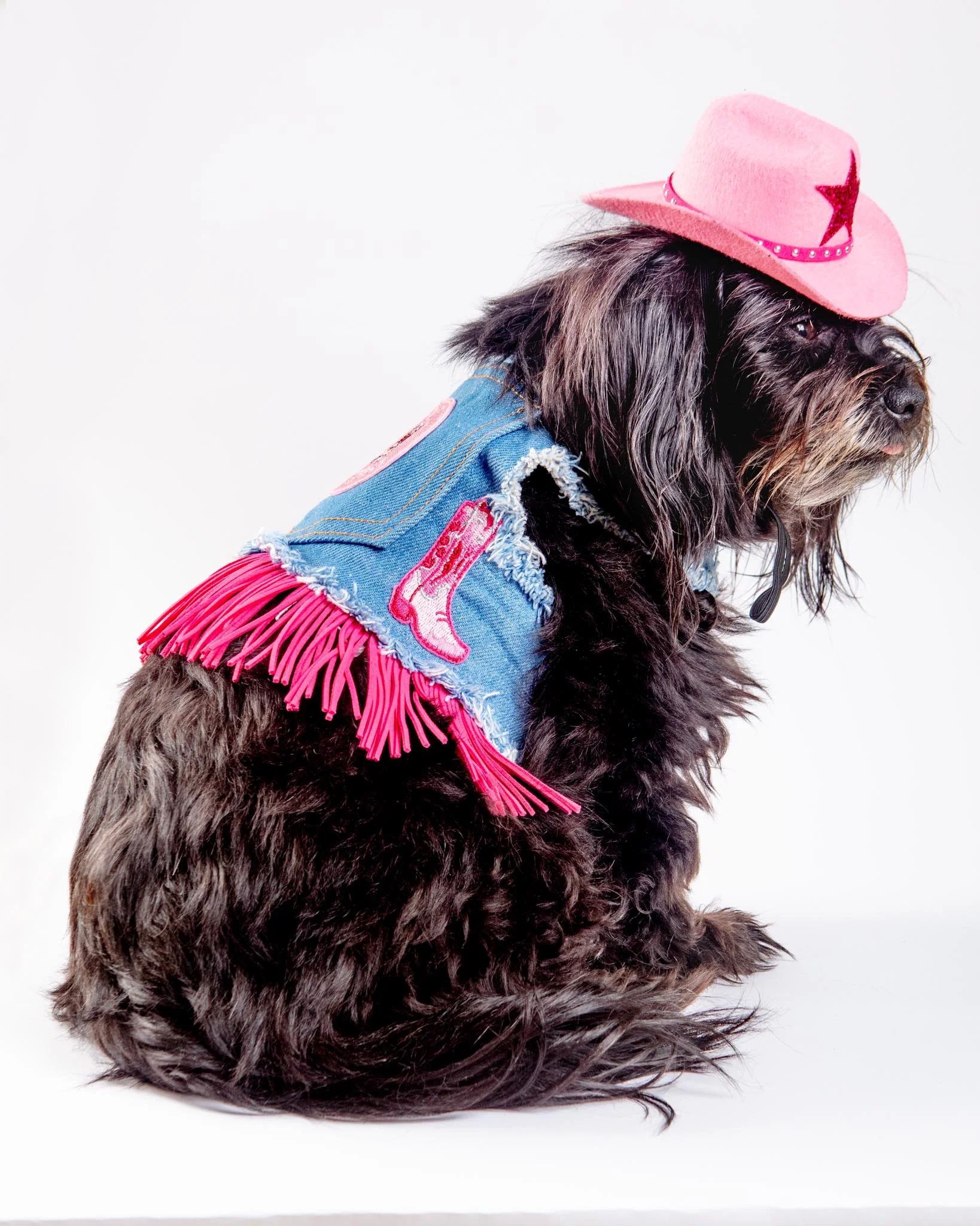 Denim Cowgirl Dog Harness (Made in the USA) (FINAL SALE) - Image 7