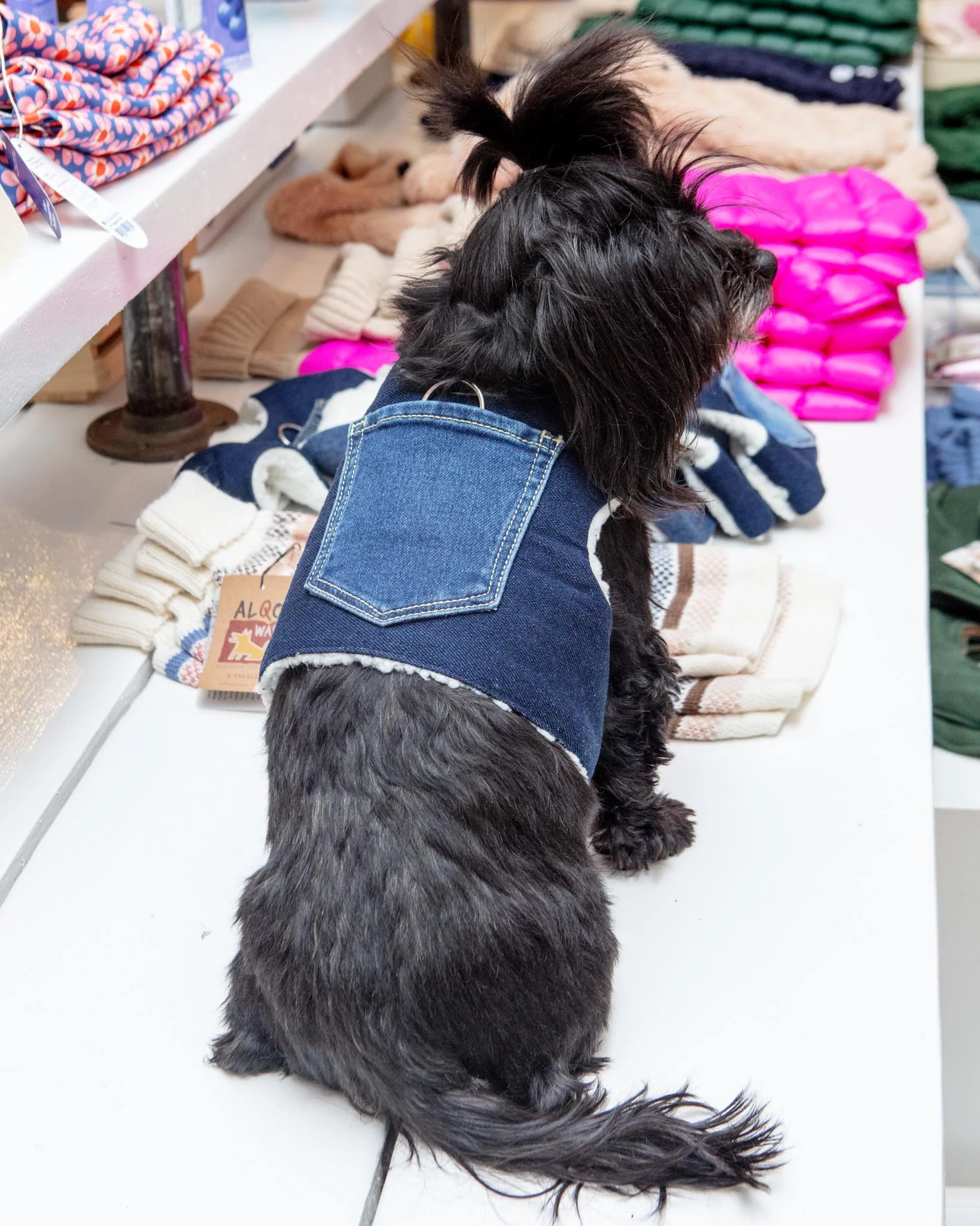 Denim & Shearling Sherpa Dog Harness (Made in the USA) (Dog & Co. Exclusive) - Image 2