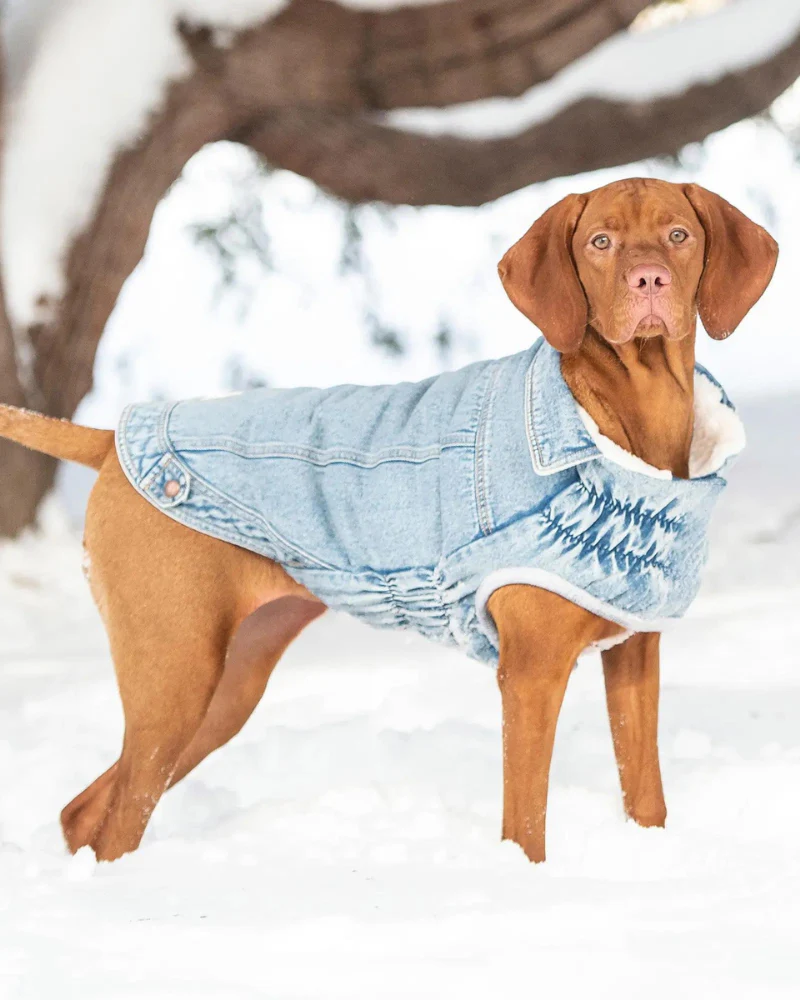 Denim Shearling Dog Jacket in Light Wash (FINAL SALE) - Image 10