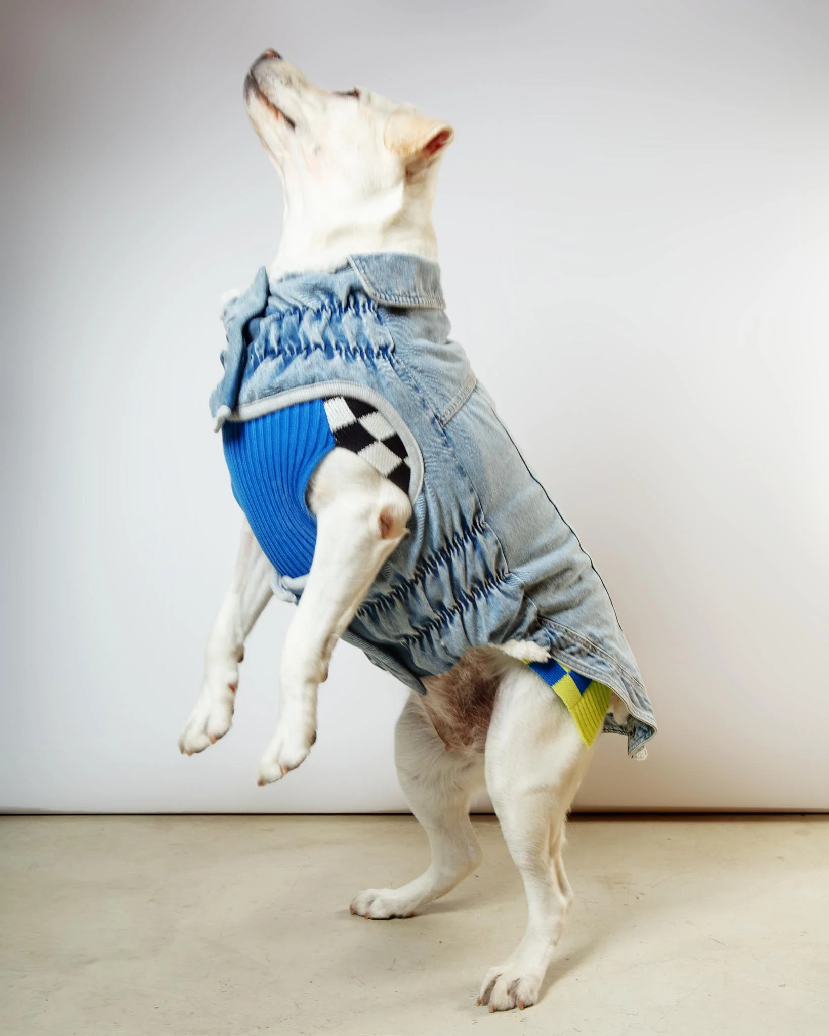 Denim Shearling Dog Jacket in Light Wash (FINAL SALE) - Image 12