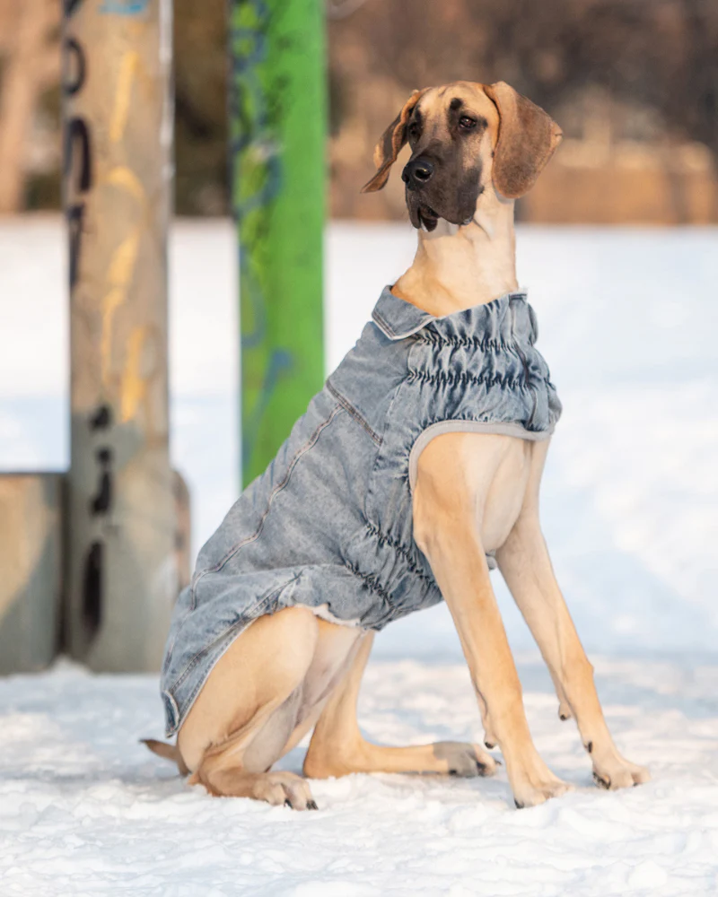 Denim Shearling Dog Jacket in Light Wash (FINAL SALE) - Image 4