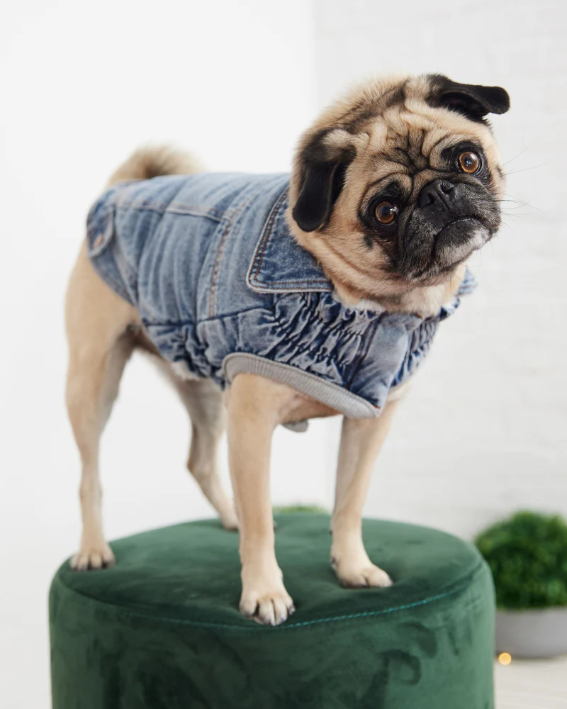Denim Shearling Dog Jacket in Light Wash (FINAL SALE) - Image 6