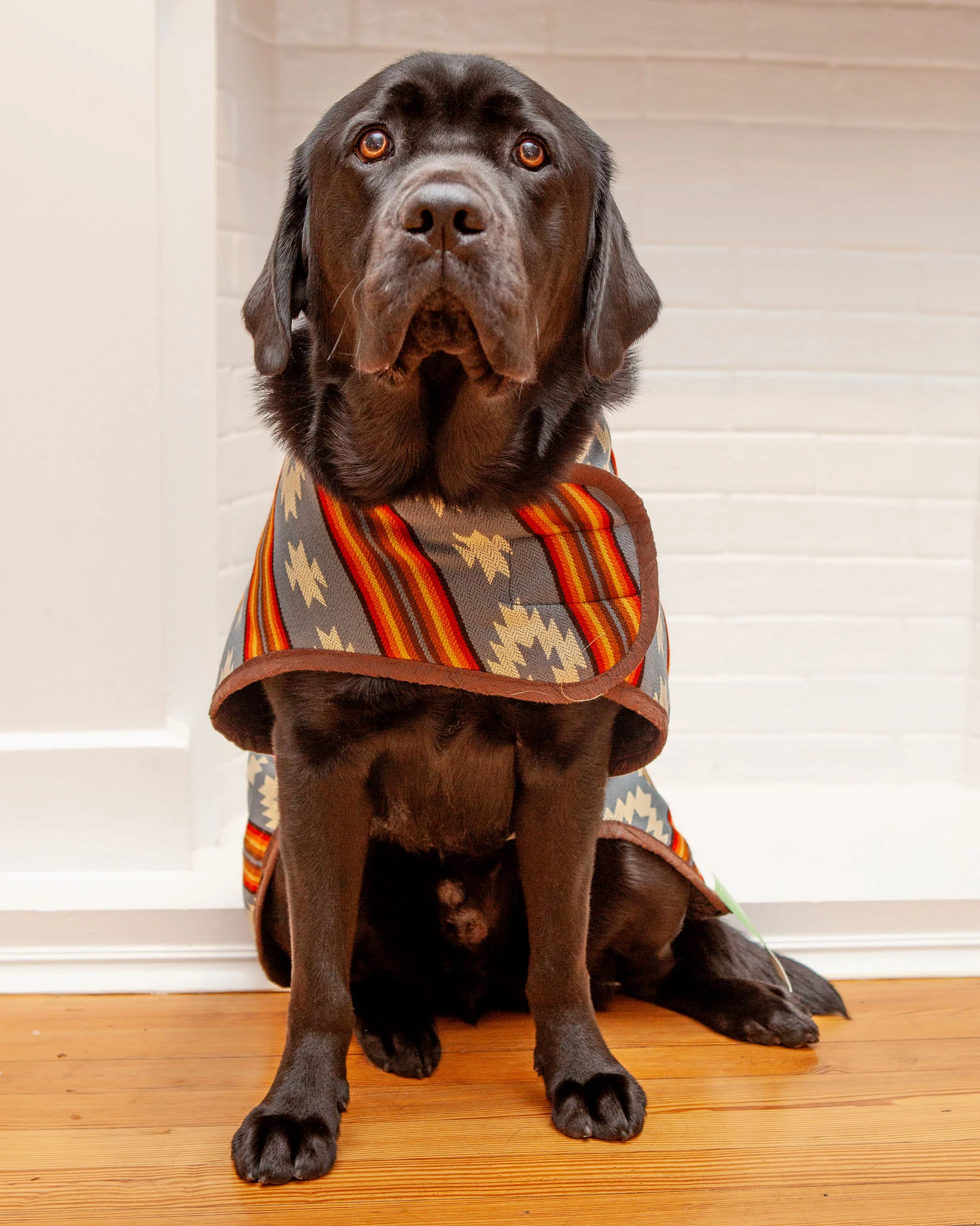 Denim Sunset Blanket Dog Coat << FINAL SALE >> - Image 8