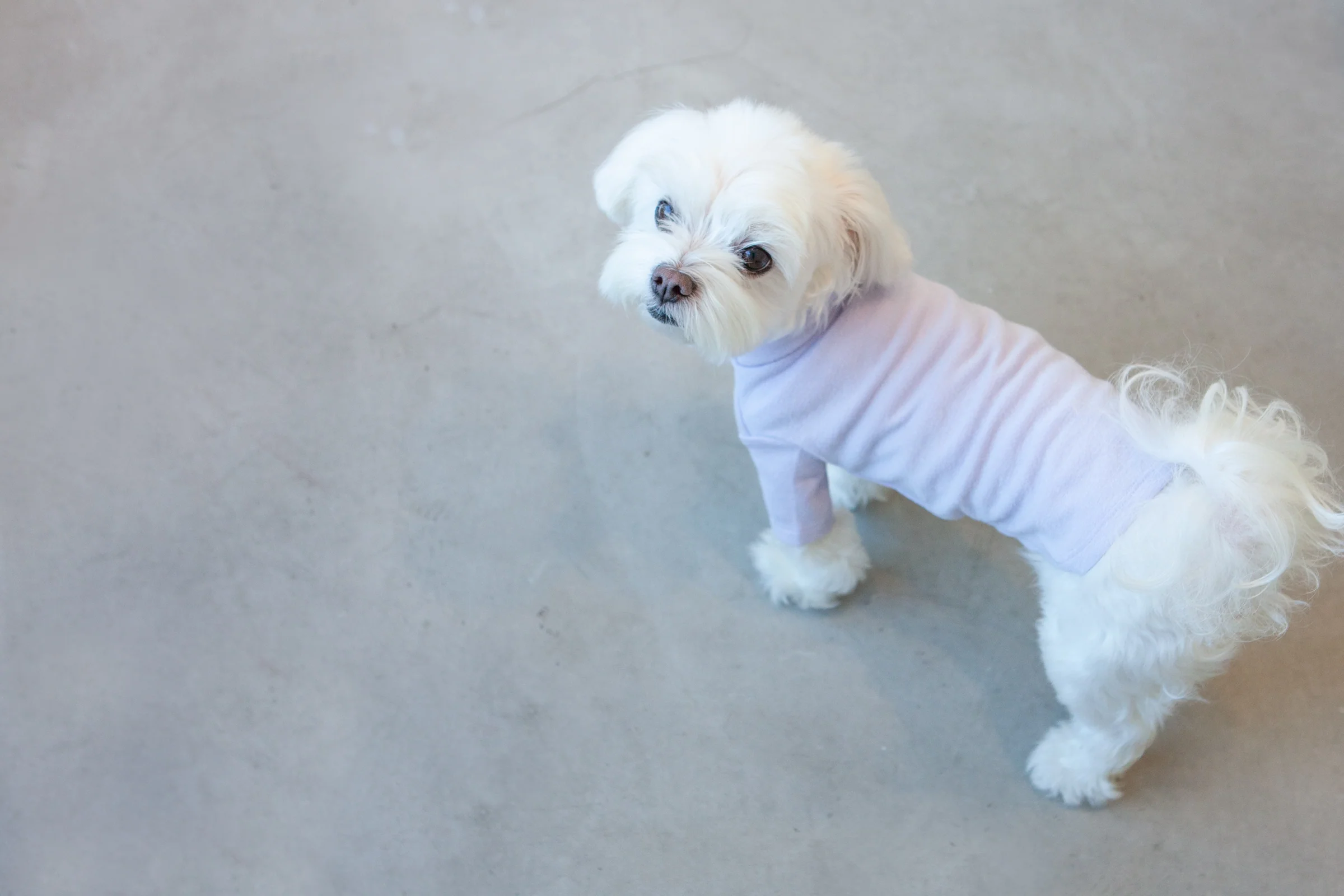 DENTISTS APPOINTMENT | Basic Turtleneck in Light Lavender - Image 4