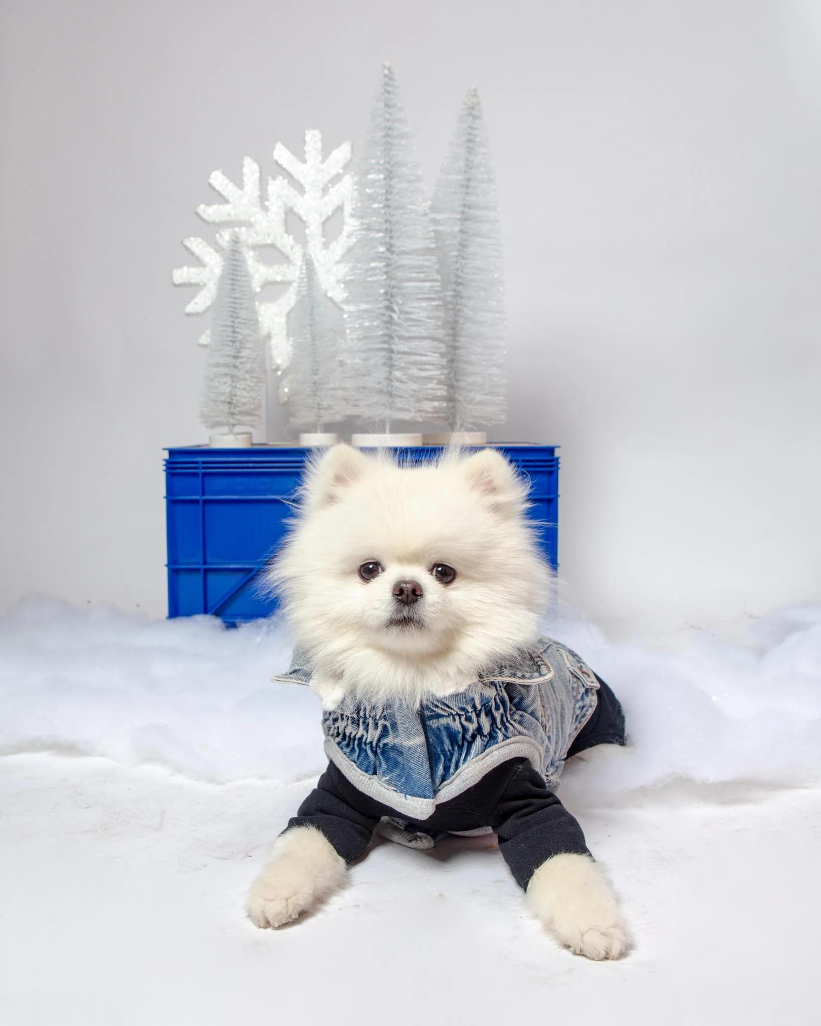 Body Warm Onesie in Black (Dog & Co. Exclusive) - Image 7