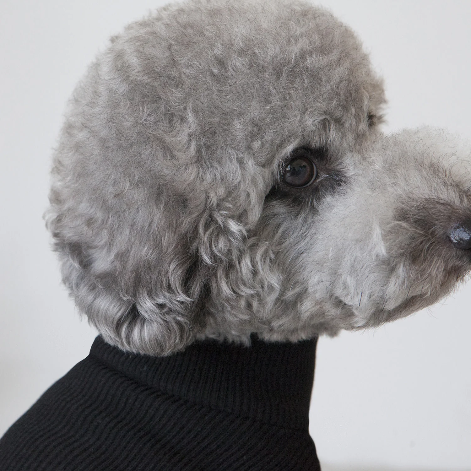 DENTISTS APPOINTMENT | Skinny Rib Rollneck in Black - Image 4