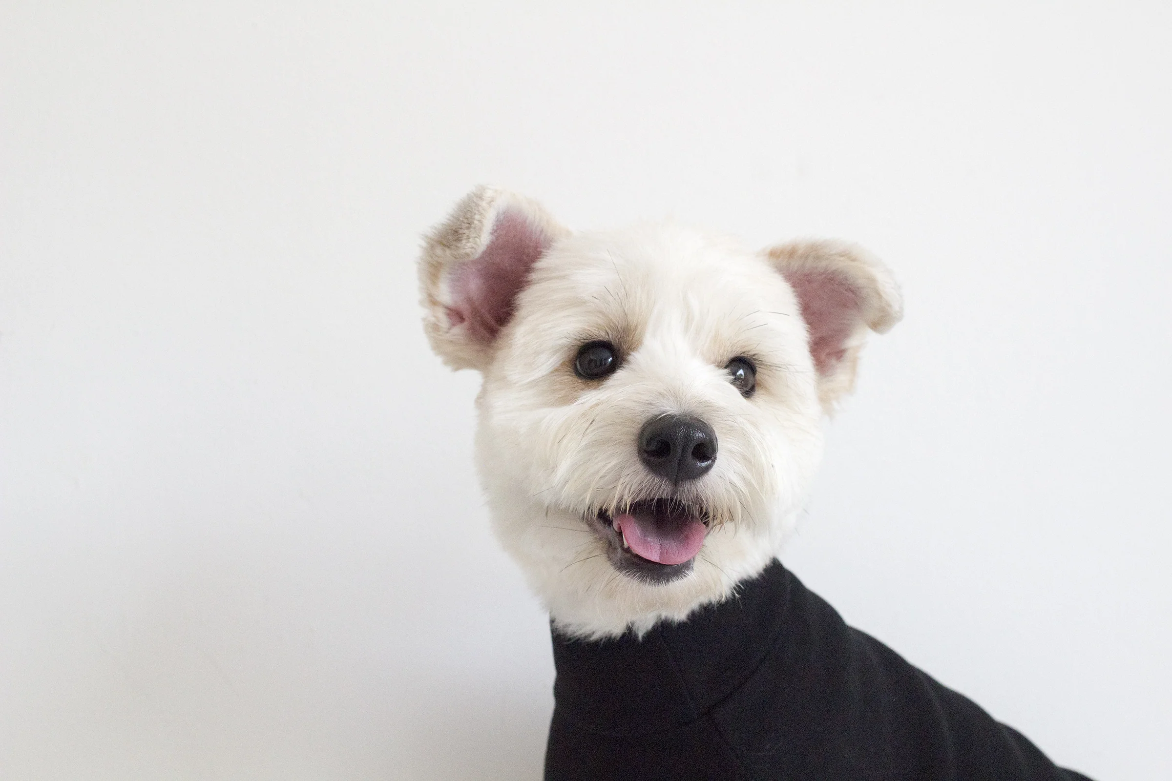 DENTISTS APPOINTMENT | Striped Point Turtleneck in Black - Image 2