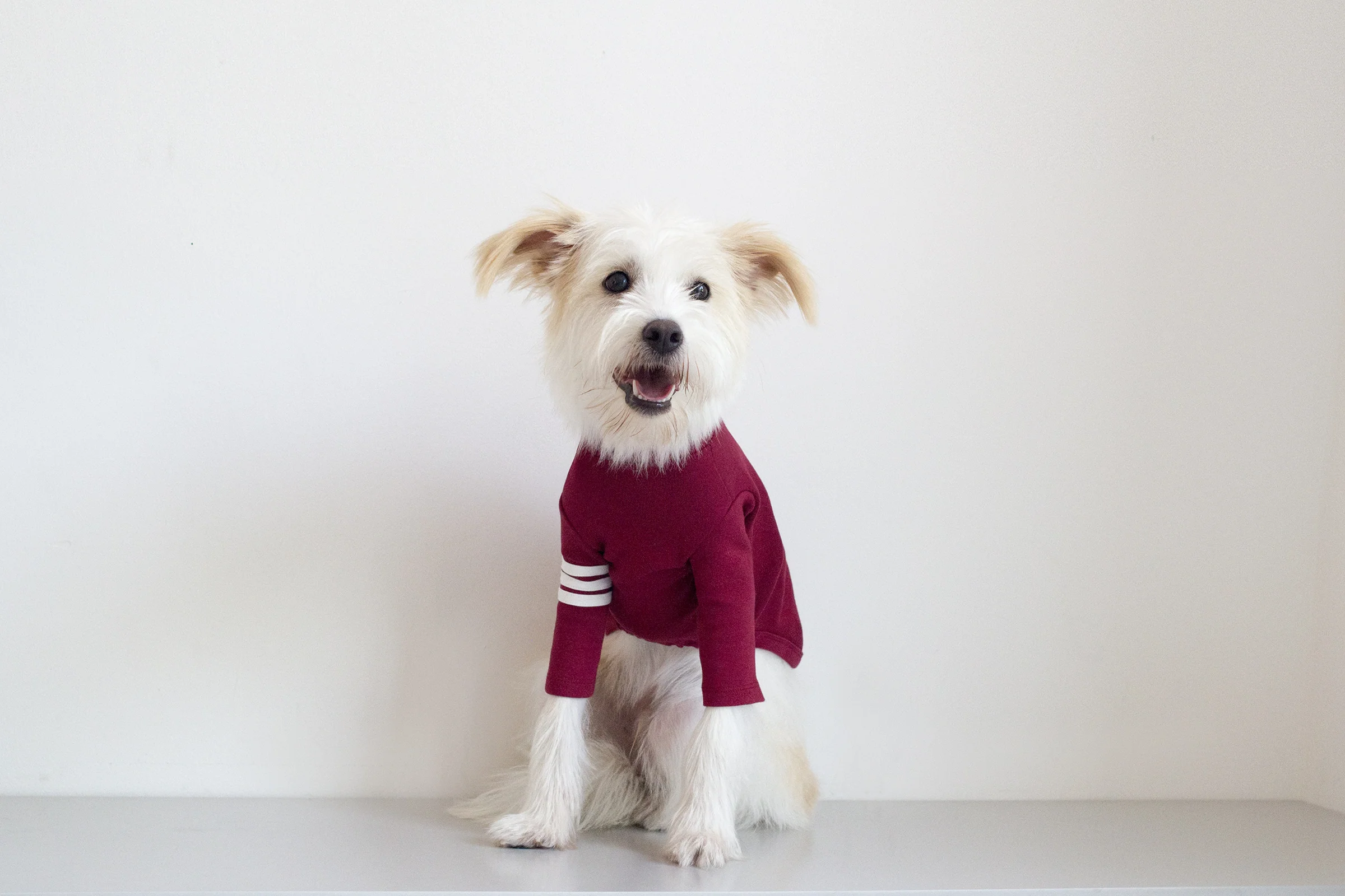 DENTISTS APPOINTMENT | Striped Point Turtleneck in Burgundy - Image 5