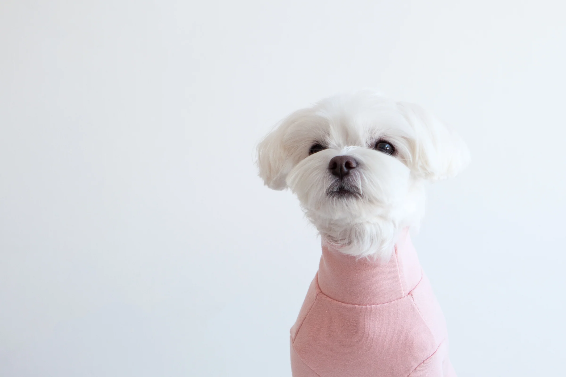 DENTISTS APPOINTMENT | Striped Point Turtleneck in Soft Pink - Image 4