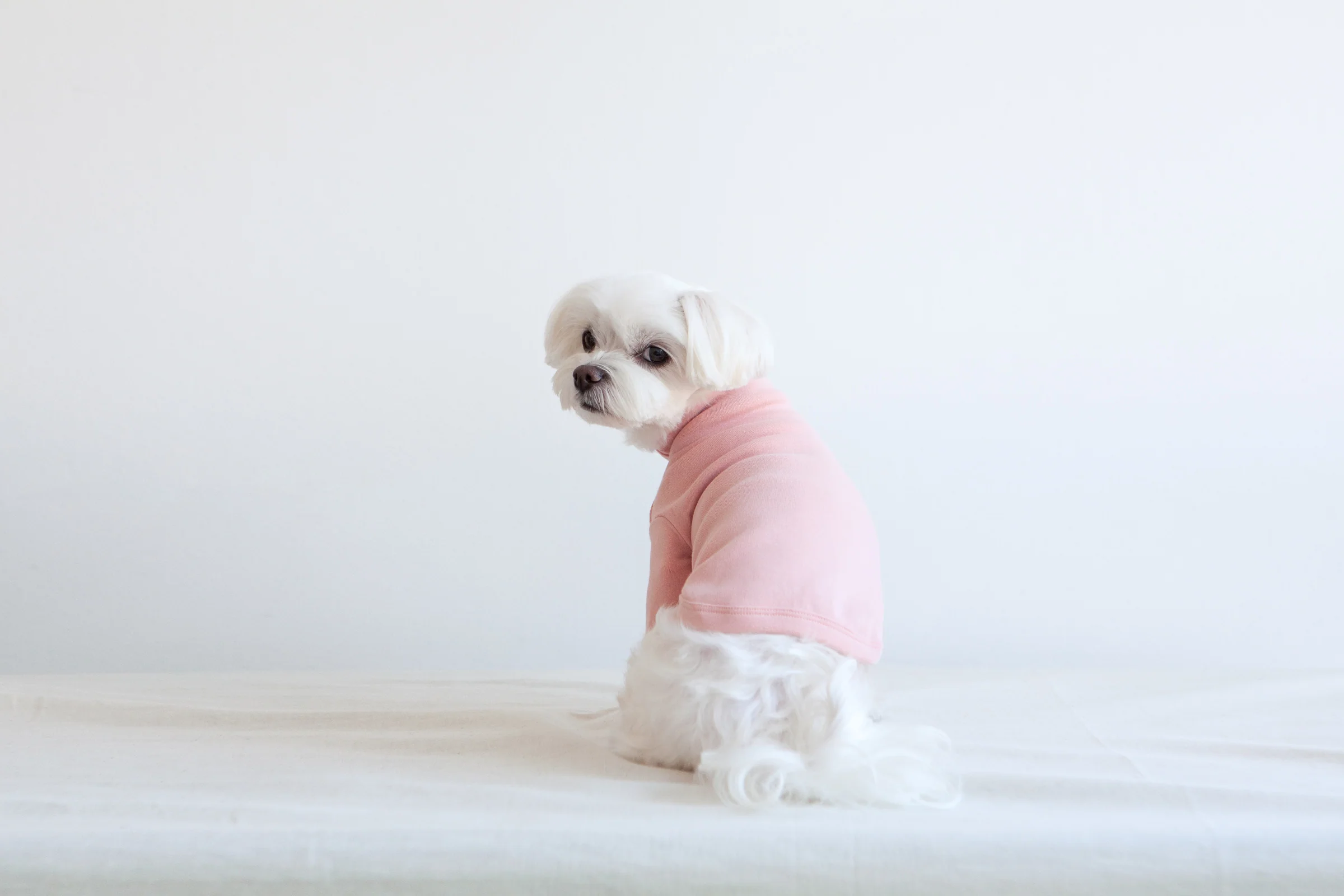 DENTISTS APPOINTMENT | Striped Point Turtleneck in Soft Pink - Image 5