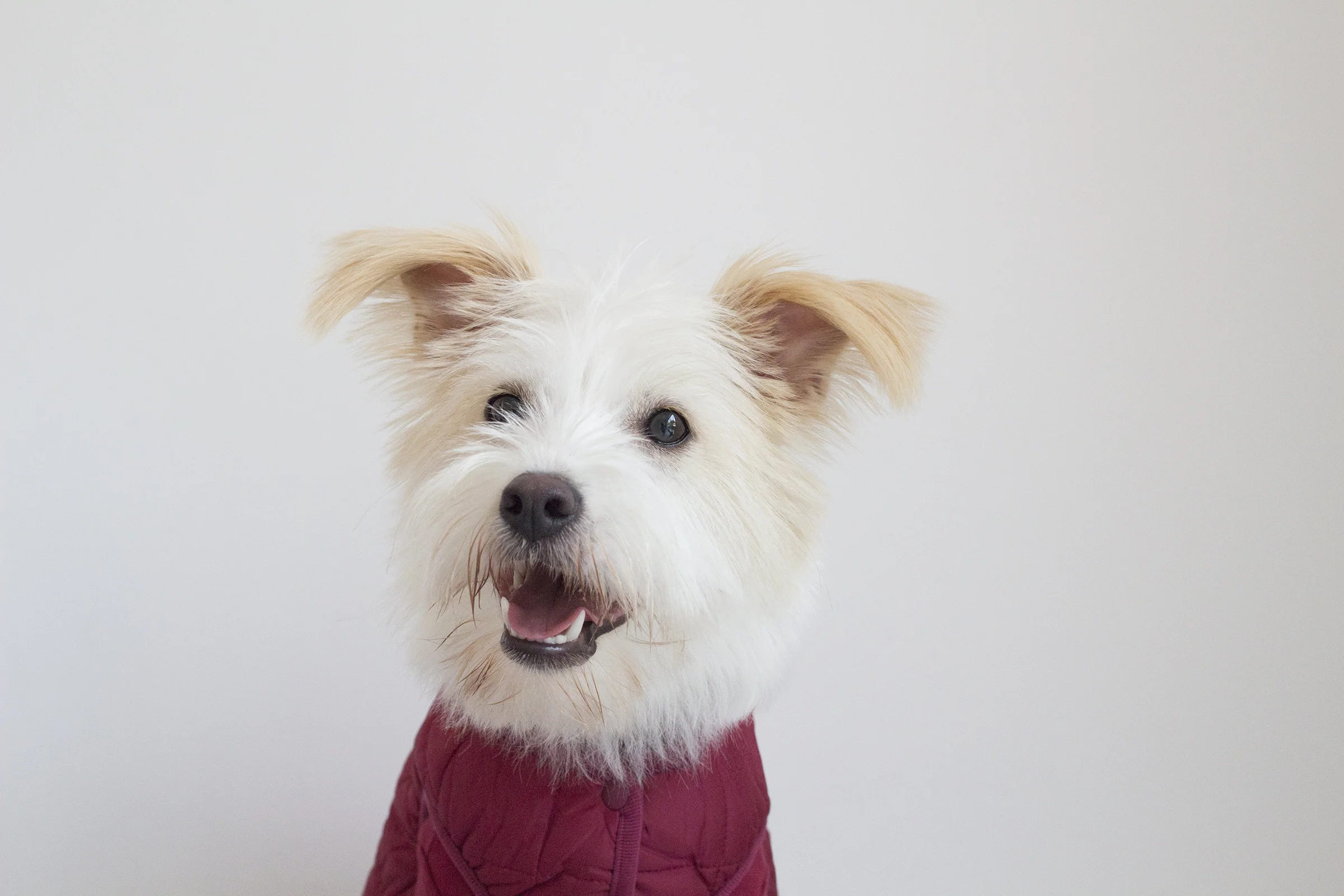 DENTISTS APPOINTMENT | Warm Quilted Vest in Burgundy (w/ Harness Hole) - Image 4
