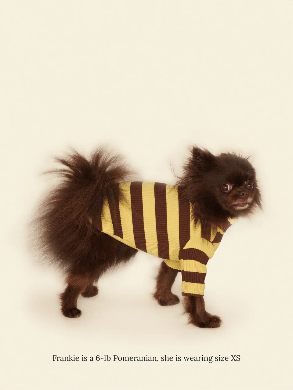 Dijon Ribbed Dog Shirt - Image 3