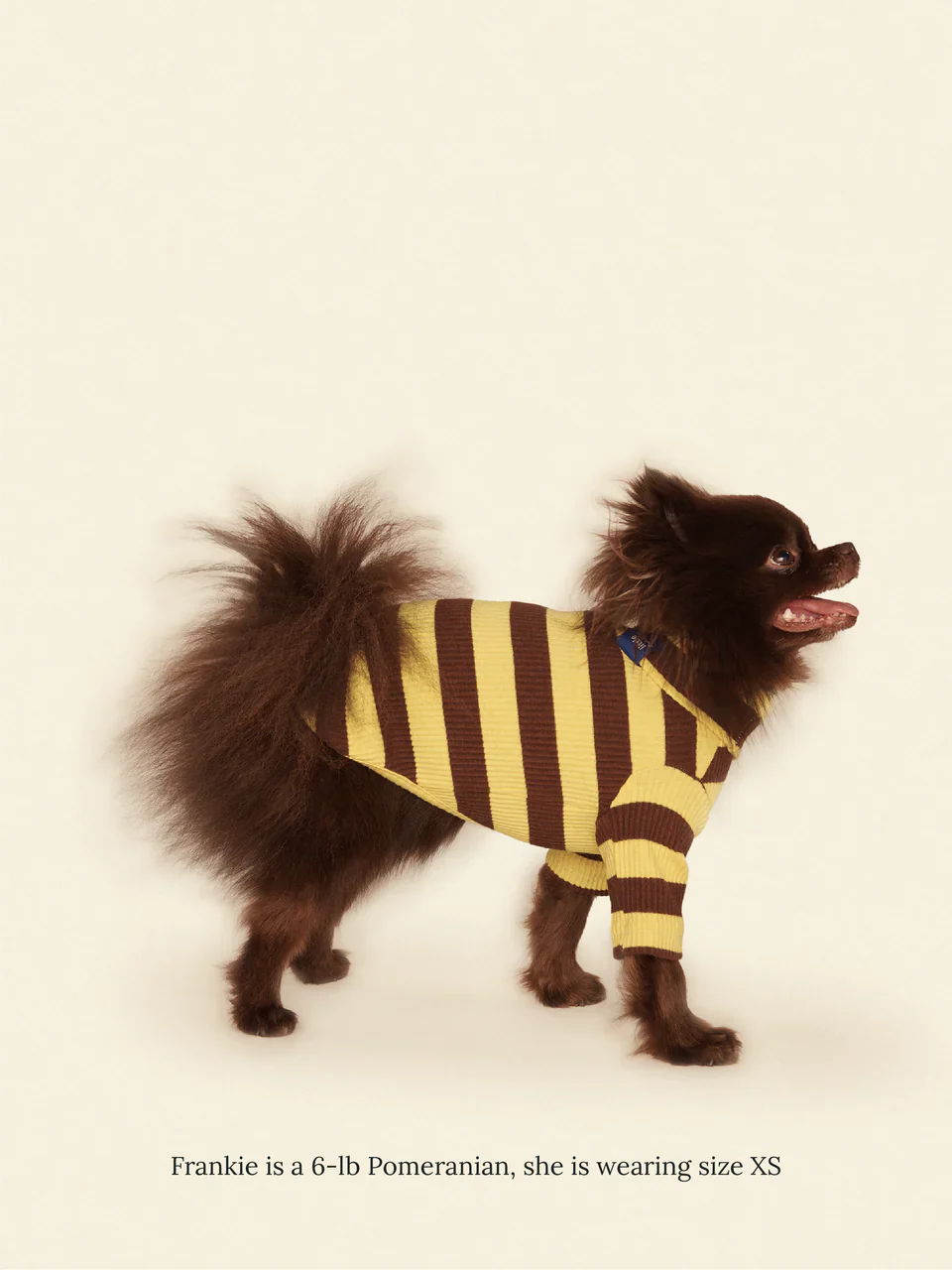 Dijon Ribbed Dog Shirt - Image 4